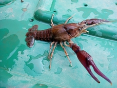 Procambarus regiomontanus