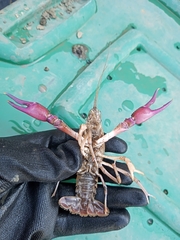 Procambarus regiomontanus