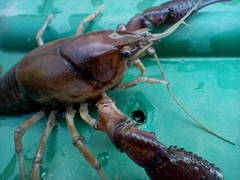 Procambarus regiomontanus