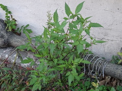 Bidens frondosa
