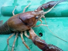 Procambarus regiomontanus