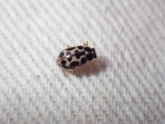 Anisosticta bitriangularis