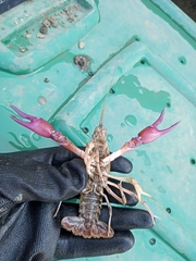 Procambarus regiomontanus