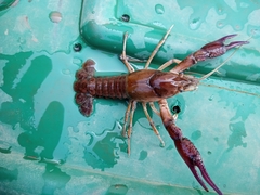 Procambarus regiomontanus