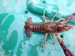 Procambarus regiomontanus