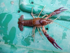 Procambarus regiomontanus