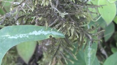 Frullania aculeata