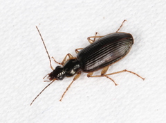 Platyninae