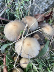 Psathyrella piluliformis