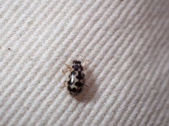 Anisosticta bitriangularis