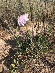 Scabiosa incisa