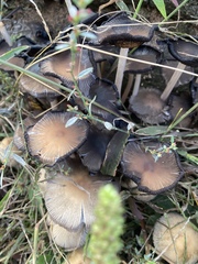 Psathyrella piluliformis