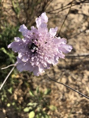 Scabiosa incisa