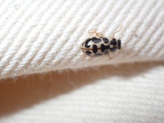 Anisosticta bitriangularis