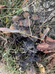 Psathyrella piluliformis