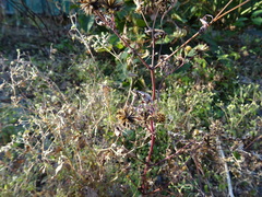Bidens frondosa