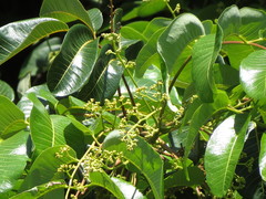 Canarium australianum