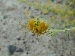 Cleomella obtusifolia