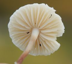 Marasmius wynneae
