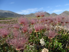 Sieversia pusilla