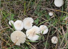 Marasmius wynneae