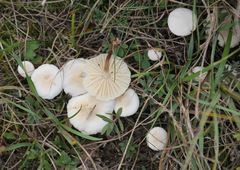 Marasmius wynneae