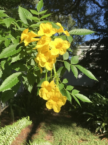 Tecoma stans image