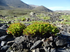 Rhodiola quadrifida
