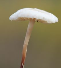 Marasmius wynneae