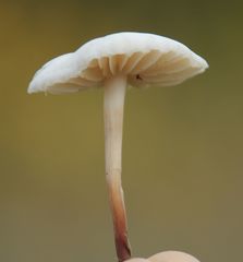 Marasmius wynneae