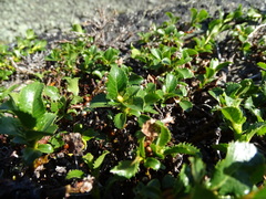Salix tschuktschorum