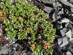 Salix tschuktschorum