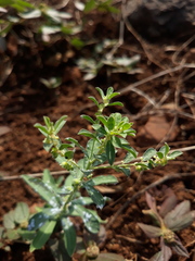 Phyllanthus maderaspatensis