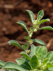 Phyllanthus maderaspatensis