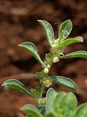 Phyllanthus maderaspatensis