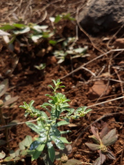Phyllanthus maderaspatensis