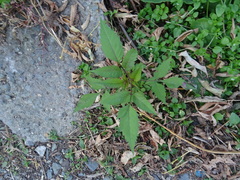 Bidens frondosa