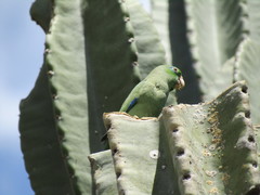 Forpus conspicillatus