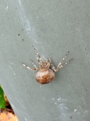 Araneus diadematus