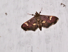 Syngamia falsidicalis