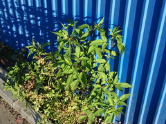 Bidens frondosa