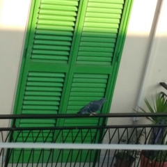 Columba livia domestica