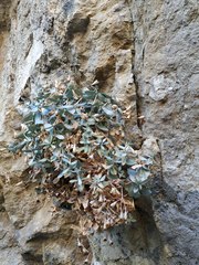 Petrocoptis guarensis