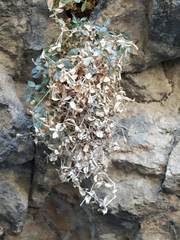 Petrocoptis guarensis