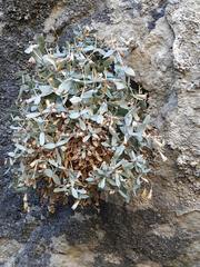 Petrocoptis guarensis