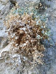 Petrocoptis guarensis