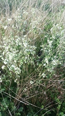 Lepidium sativum