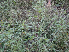 Bidens frondosa