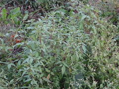Bidens frondosa