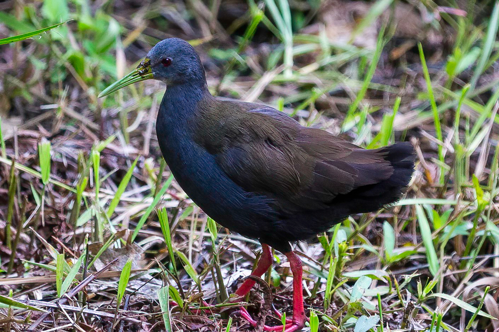 Blackish Rail photo